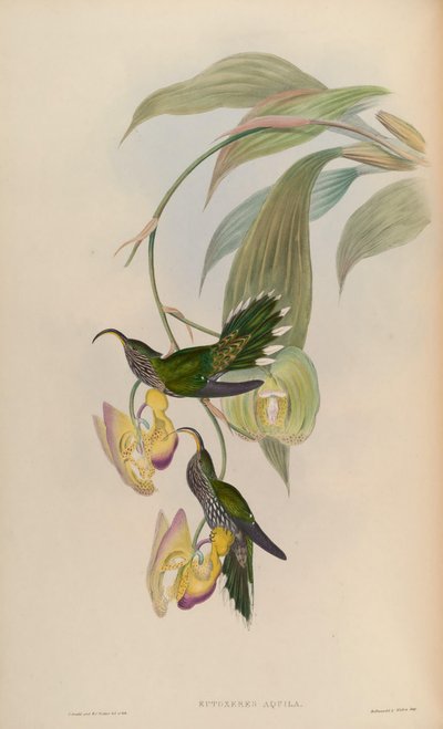 Eutoxeres aquila by John Gould